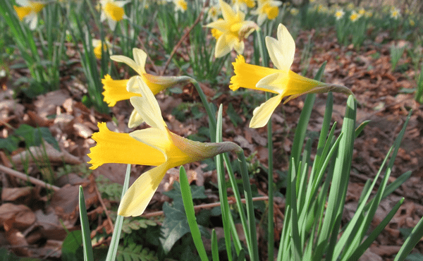 Picture of daffodils